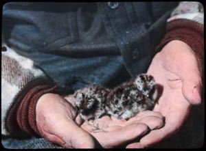 Image of Sandpipers in hand
